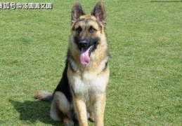 德国牧羊犬吃什么,揭秘优质食材与均衡营养