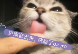 娱乐吃瓜酱猫妈,揭秘娱乐圈背后的温馨故事