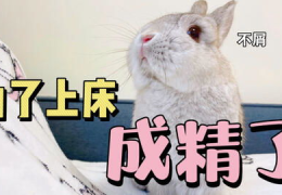 兔兔娱乐吃瓜,揭秘娱乐圈吃瓜背后的真相与趣味