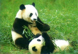 娱乐吃瓜大熊猫视频大全,萌态百出，欢乐无限