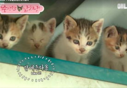 娱乐吃瓜酱猫妈妈视频下载,揭秘萌宠日常