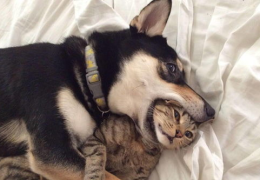 娱乐吃瓜君猫猫狗狗,猫猫狗狗的趣味生活大揭秘