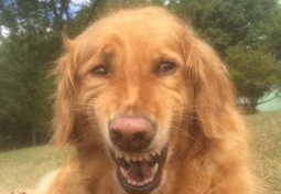 金毛和姐姐娱乐吃瓜酱,娱乐吃瓜酱的趣味日常