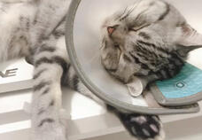 猫猫吃瓜娱乐圈,趣味横生的娱乐圈幕后故事